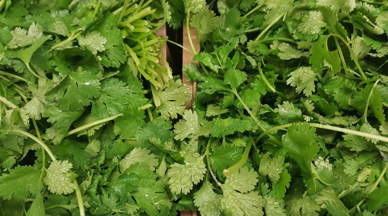 Top 10 Astounding Benefits of Cilantro